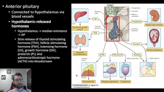 PSY305 CH3PT6: The Endocrine System