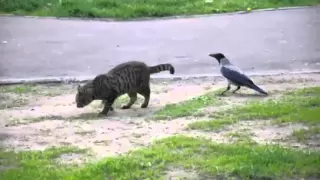 Ворона унижает кота.AVI
