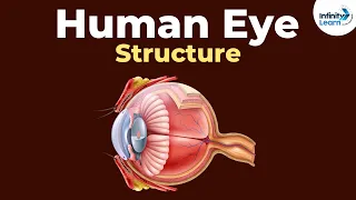 Structure of the Human eye | Human eye and the colorful world | Physics | Infinity Learn NEET