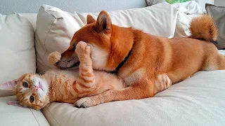 😺 Orange are shameless! 🐕 Funny video with dogs, cats and kittens! 😸