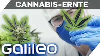 "Alles riecht nach Gras": 2 Tage bei der Cannabis-Ernte | Galileo | ProSieben