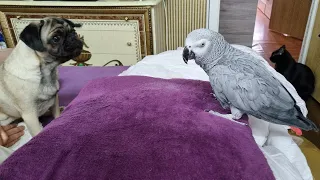 Говорящий попугай ругается на кота Попугай ругается на хозяина Попугай говорит с хозяином
