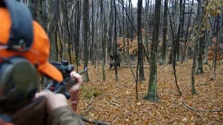 Chasse aux Sangliers en Battue - Des compagnies dans mes pieds - Chasse HD