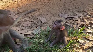 The Hidden Secrets of Baby Monkey Lifestyle Revealed