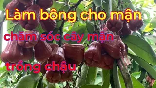 Cách làm hoa và chăm sóc cây mận An Phước trồng chậu sai trĩu quả.