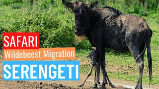 Exploring Serengeti with Wildebeest Migration in Ndutu, Tansania