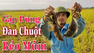 Đã Mắt Với Màn Bắt Chuột Đồng,Theo Chân Cao Thủ Đặt Bẫy Hốt Trọn Mẻ Chuột Cực Khủng#6|Manh Vlogs