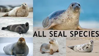 All SEAL SPECIES IN THE WORLD types of seal