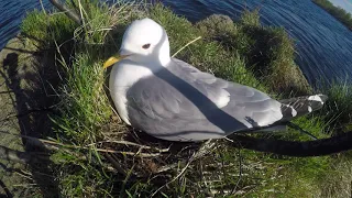 Сизая чайка (лат. Larus canus)