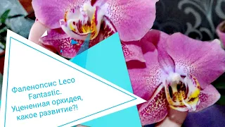 Фаленопсис Leco Fantastic. Как чувствует себя уцененная орхидея?!