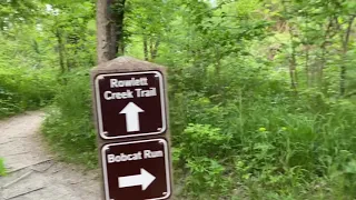 Virtual Treadmill Walk Through Forest | Nature Hike | Walking Video