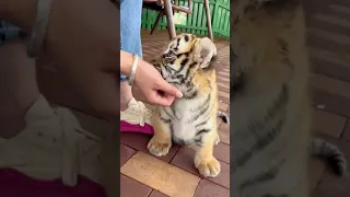 🐯🐯🐯WOW!!! adorable baby #tigercub #tiger #kitten #foryou #fpy #cute #kitty