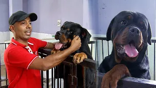 Rottweiler-ஐ பார்த்து யாரும் பயப்பட வேண்டாம்! அதுவும் ஒரு நல்ல பிள்ளைதான்... | Nanban