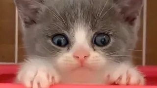 Funny Cat Videos - Lovely Cute Cat Videos 2021!