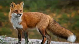 Lisica ili čagalj /Fox or jackal