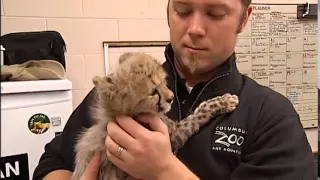 TOO-CUTE VIDEO: Baby Cheetahs