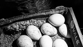 ЯК ВІДІБРАТИ ІНДИЧІ ЯЙЦЯ ПІД КВОЧКУ? Просвічую яйця. Перша квочка