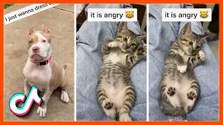 Try NOT to Laugh | Funny Animals and Cute Pets Tik Tok Videos | November