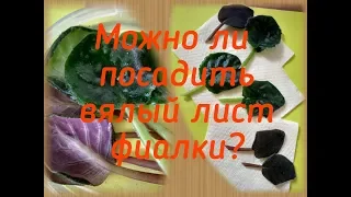 Можно ли посадить и укоренить вялый лист фиалки?