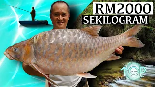 5 Ikan PALING MAHAL Di Malaysia