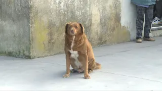 Portugal's Bobi loses oldest dog title | AFP