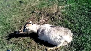Заболела коза острая тимпания рубца. Лечение.
