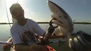 Spooky Snook and Spinner Shark