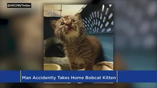 Helpful Citizen Saves Stray Kitten That Turns Out To Be Baby Bobcat