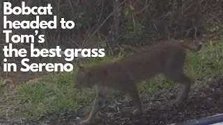 Florida Bobcat hanging out in Sereno Grove