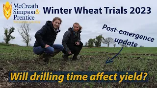 Winter Wheat Trials 2023: Will Drilling Time Affect Yield?