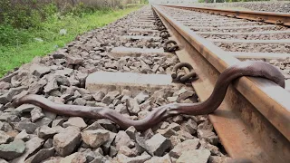 इस तरह सापों की प्रजातियां विलुप्त हो रही है 😥 | Snake on Rail Line # Shorts