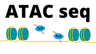 ATAC Sequencing