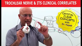 Trochlear Nerve and its Clinical Correlates | Neuroanatomy