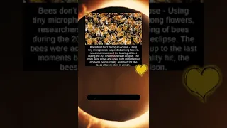 How bees react during an eclipse ♥️🌔🌖