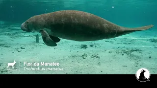 Florida Manatee | ESA @ 50