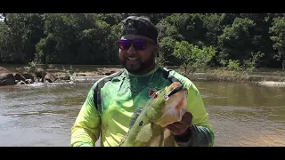 Kurupukari Monsters Part II - Peacock Bass