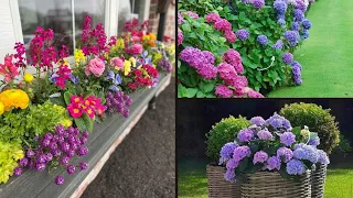 100+ WONDERFUL GARDEN PLANTS IDEAS FOR BACKYARD GARDEN , PATIO, PORCH CONTAINER GARDEN IDEAS