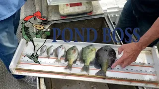 Pond Boss Vignette--Bluegill Size Classes are Important