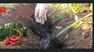 Plant a tomato this way and get the best yield