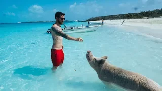 Swimming Pigs, Swimming with Sharks & Iguana Island - The Exumas, Bahamas in 4k!