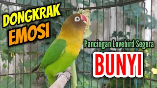 Suara Lovebird Ngekek Panjang Fighter Mantap_DONGKRAK EMOSI PANCING LOVEBIRD SEGERA BUNYI