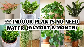 22 Indoor Plants that don't Need Water much | Indoor Plants No Need Water much | Plants and Planting