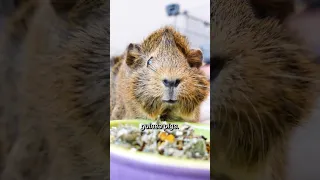 How to Bond With Your Guinea Pigs! #shorts | GuineaDad School