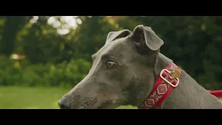 A Dogs view | Short Film