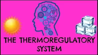 Thermoregulatory System - How Does It Control Our Body Temperature - GCSE Biology