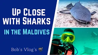 GETTING UP CLOSE TO SHARKS IN THE MALDIVES