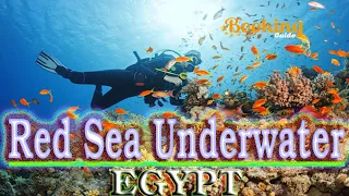 Red Sea Underwater | SCUBA Diving Egypt 4K video