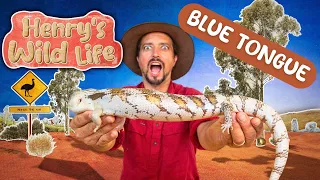 BLUE-TONGUED "most beloved" LIZARD - Henry's Wild Life