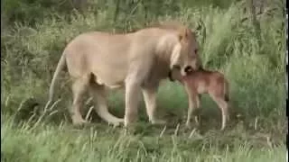 Aslan Yavru Antilopu Korumak İçin Diğer Aslanlara Saldırıyor