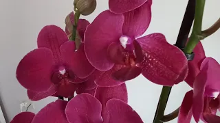 Как я поливаю орхидеи без грунта.